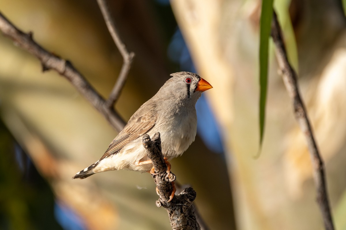 Zebra Finch - John Hurrell