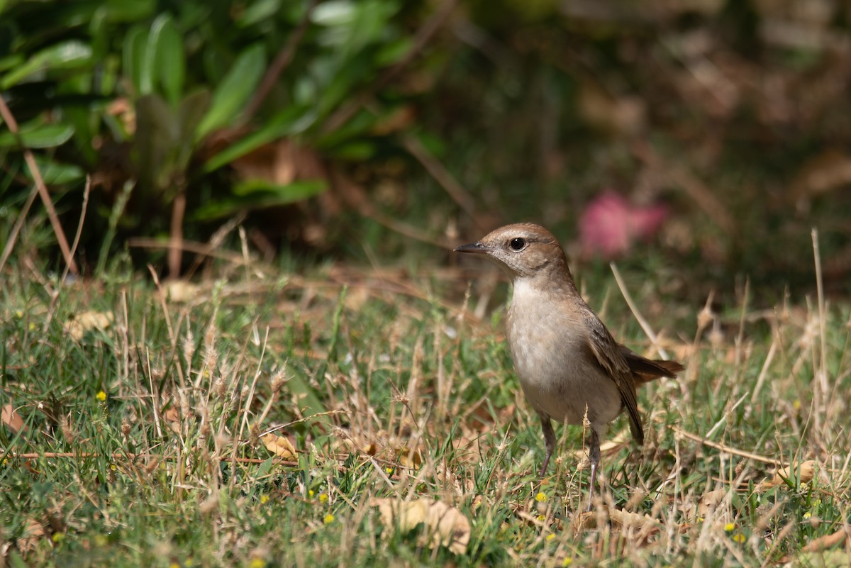 Common Nightingale (golzii) - ML617915970