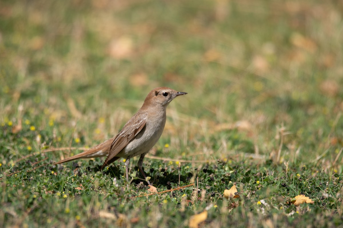 Common Nightingale (golzii) - Salma Al Suwaidi