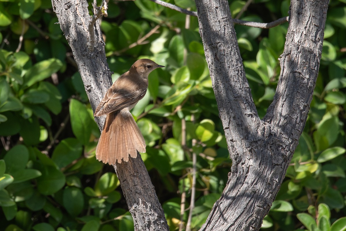 Common Nightingale (golzii) - ML617915973
