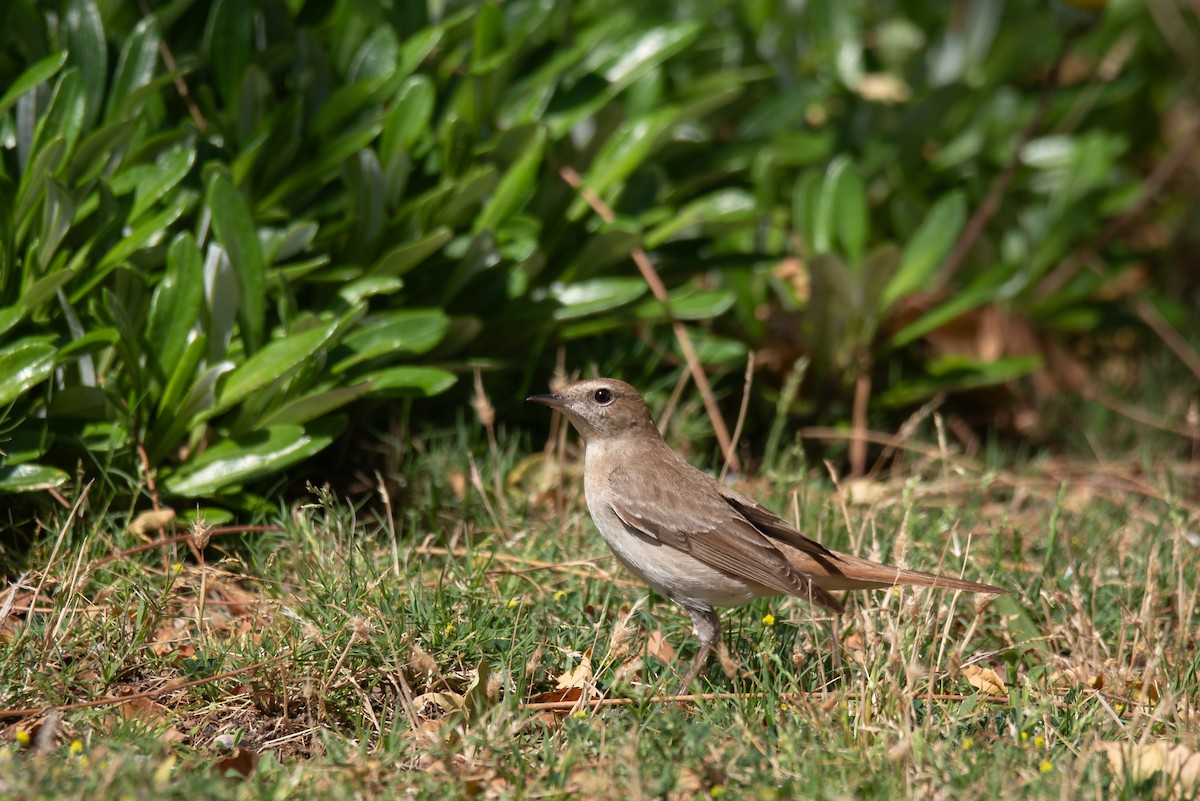 Common Nightingale (golzii) - ML617915974
