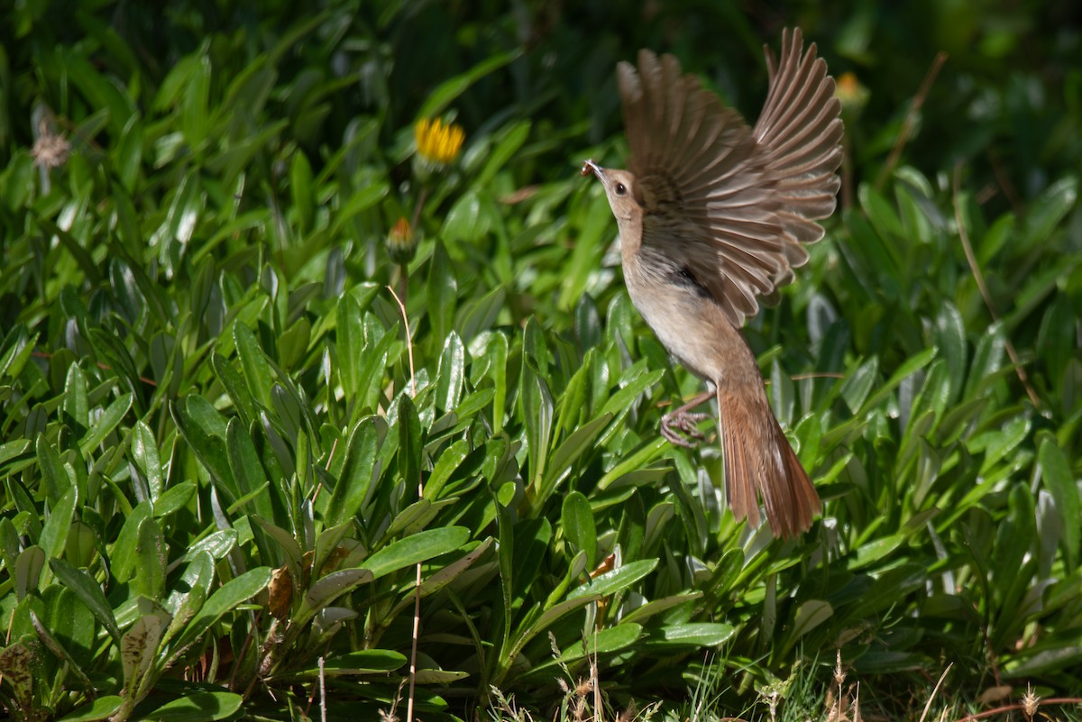 Common Nightingale (golzii) - ML617915975