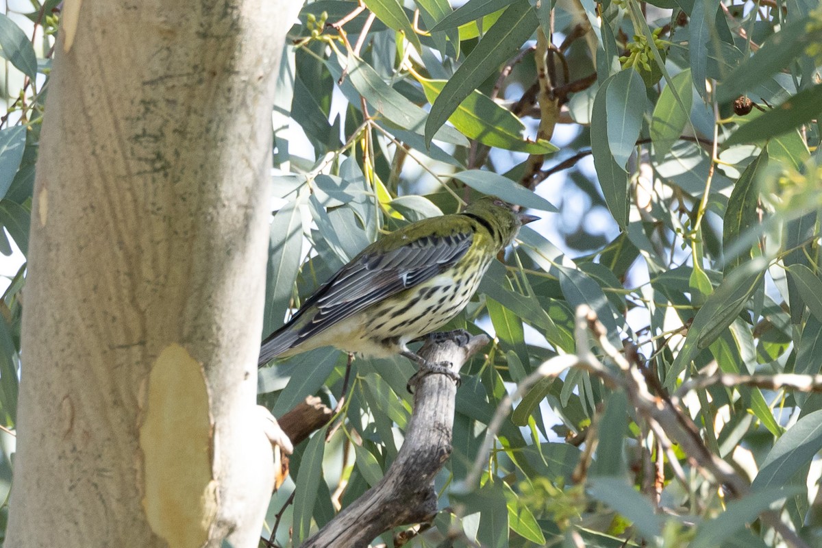 Olive-backed Oriole - ML617916038