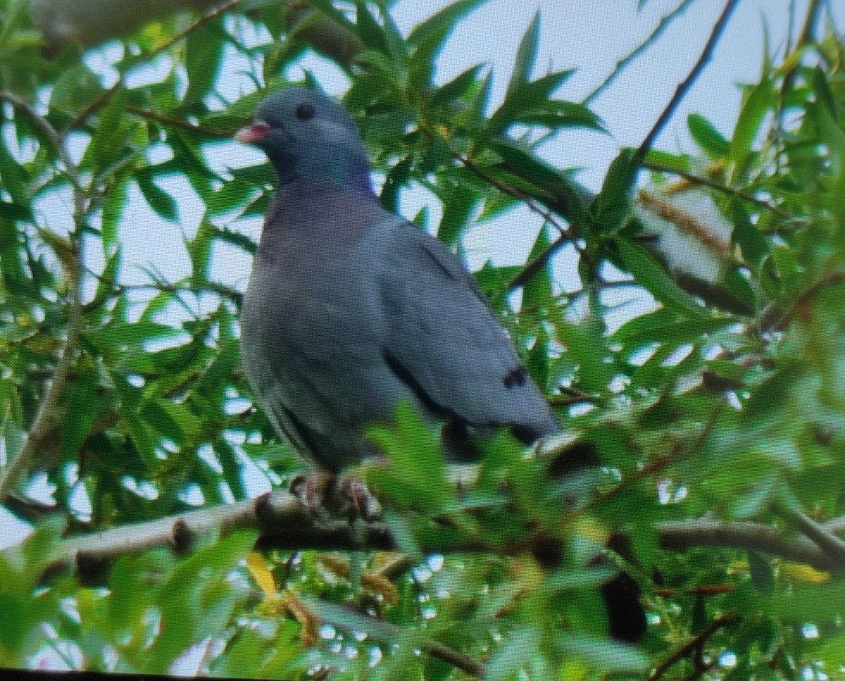 Stock Dove - Carlos Herranz