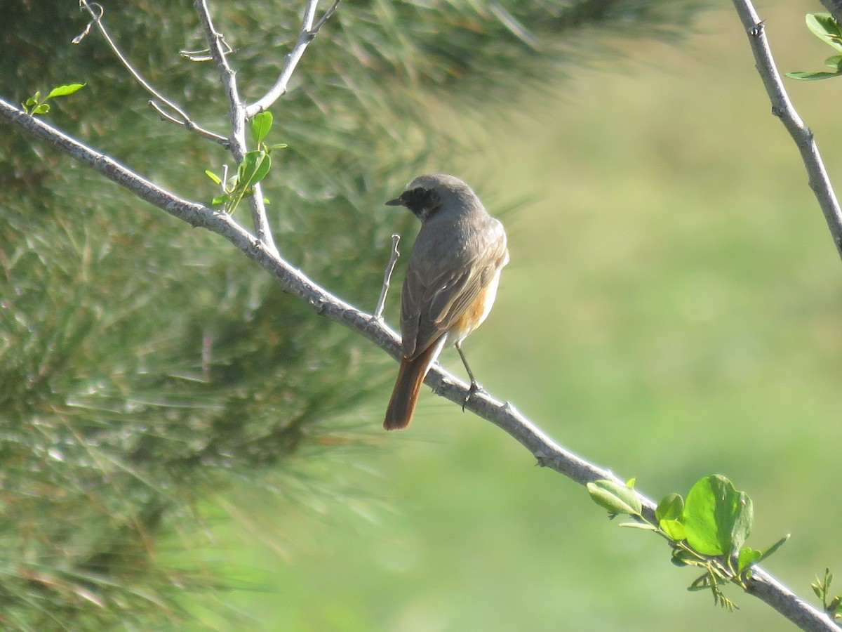 Common Redstart - Houman Doroudi