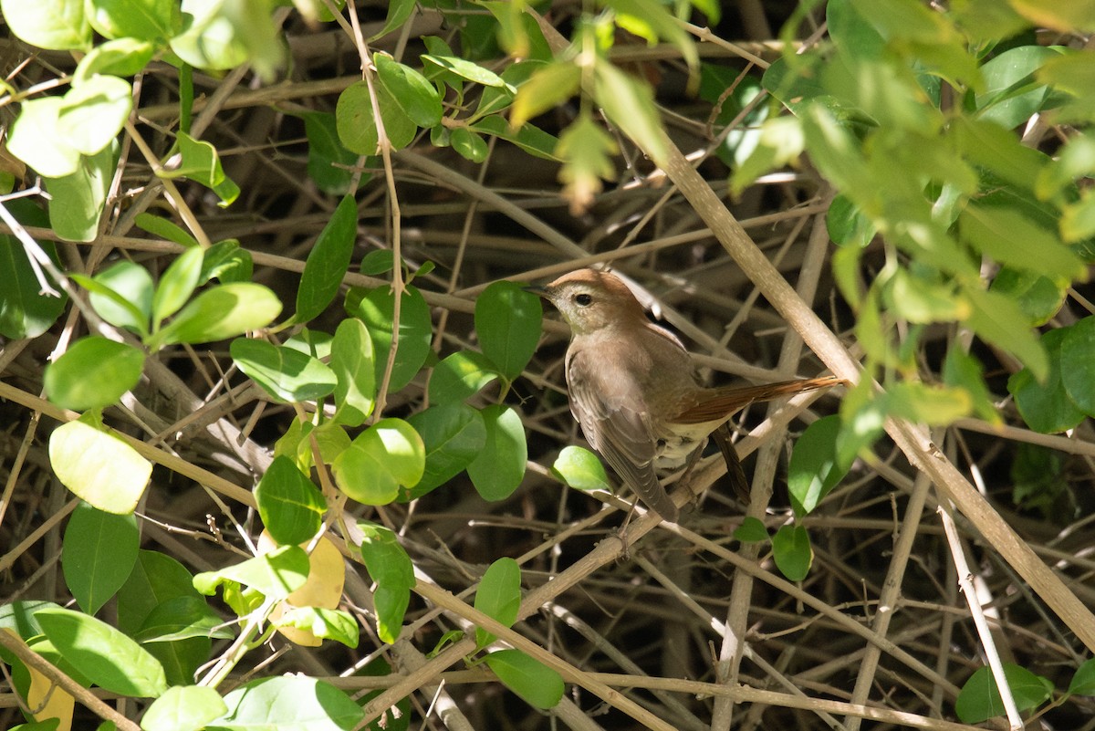 Common Nightingale (golzii) - ML617916078