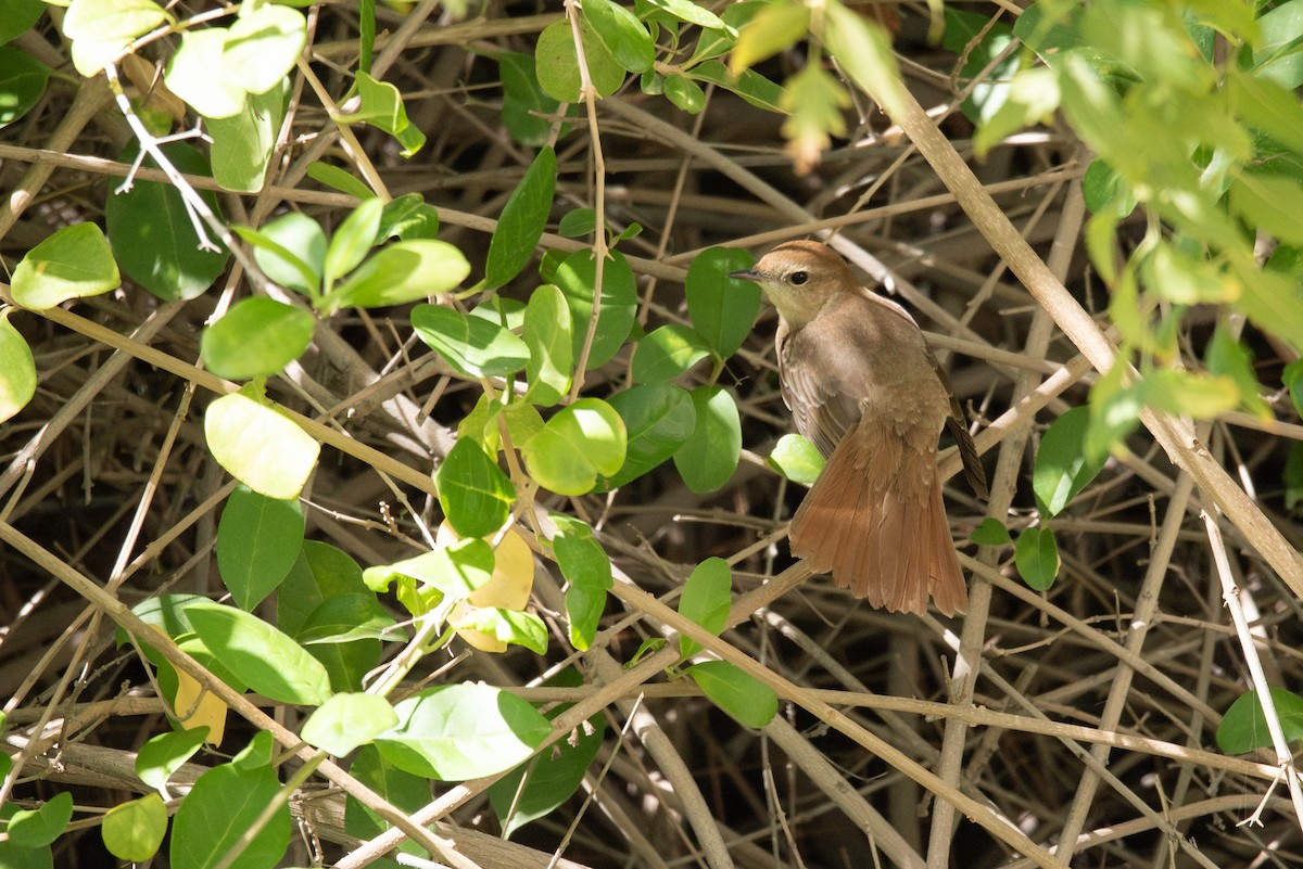 Common Nightingale (golzii) - ML617916079