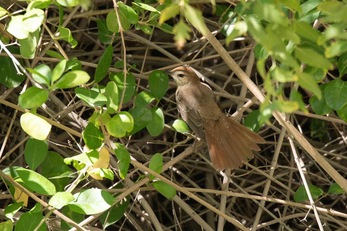 Common Nightingale (golzii) - ML617916080