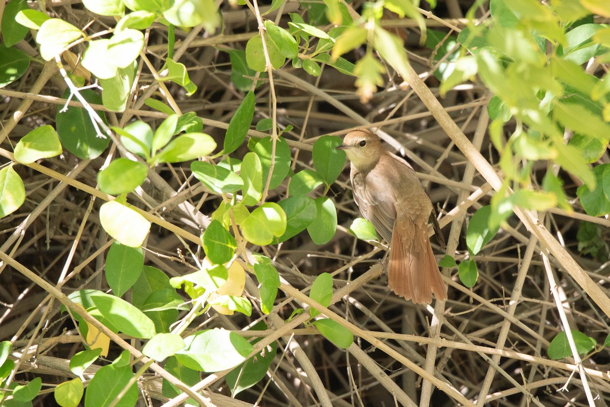 Common Nightingale (golzii) - ML617916081