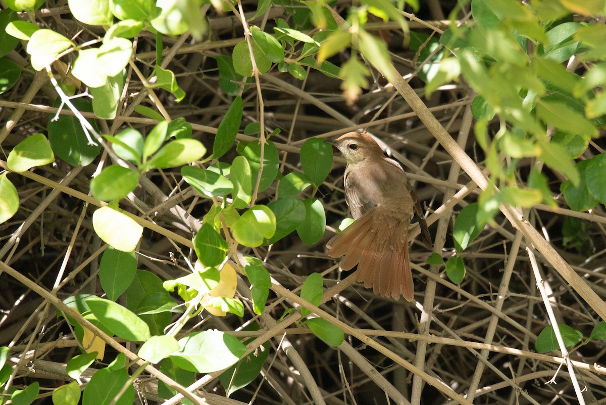 Common Nightingale (golzii) - ML617916082