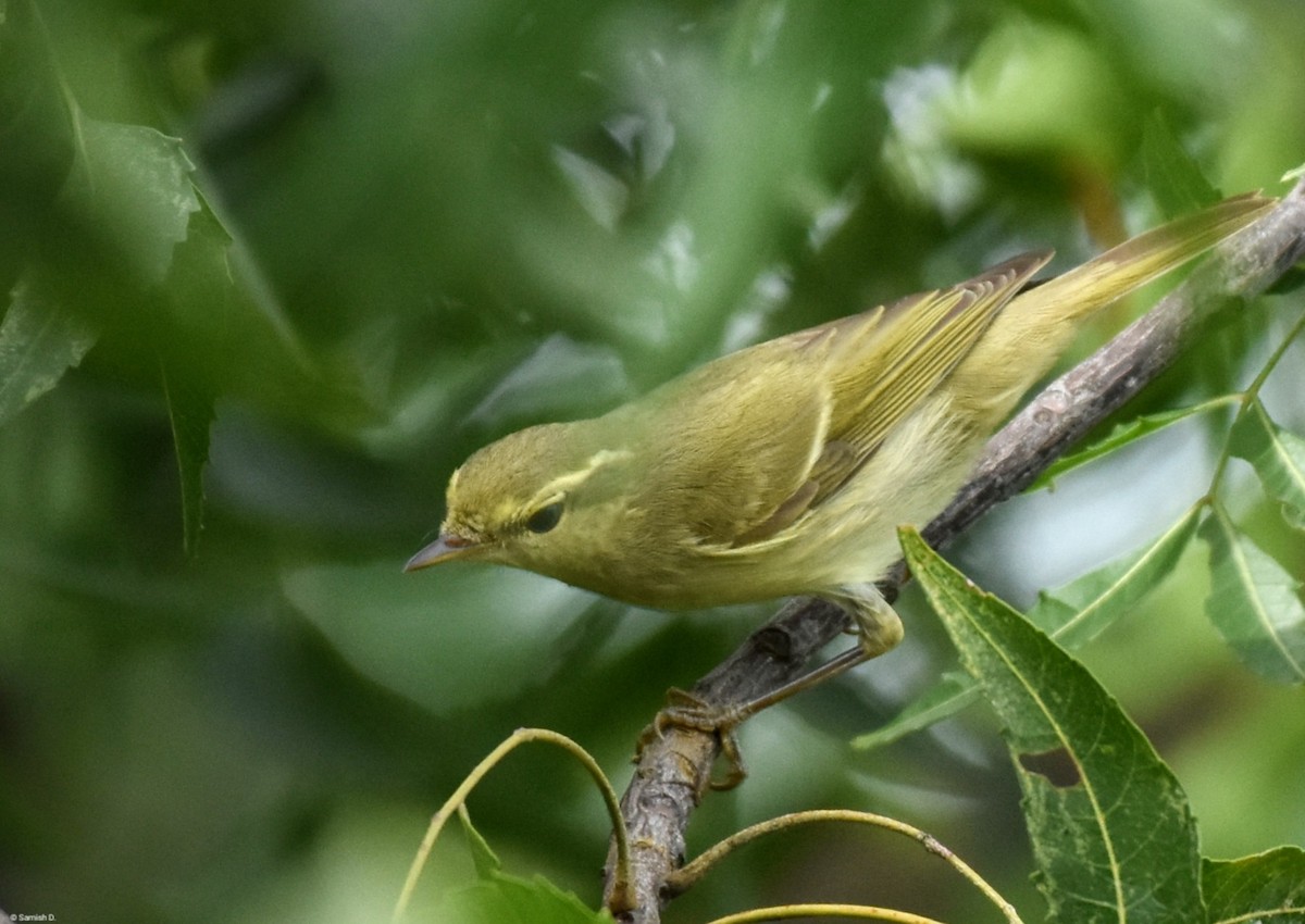 Mosquitero del Cáucaso - ML617916155