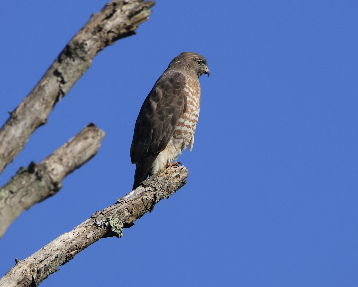 Broad-winged Hawk - ML617916167