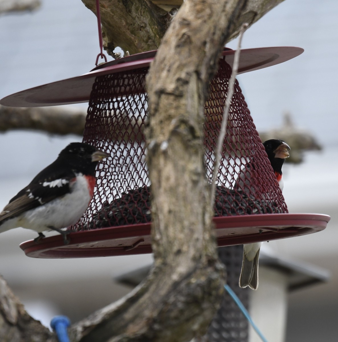 Rose-breasted Grosbeak - ML617916169