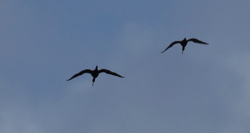 Glossy Ibis - ML617916213