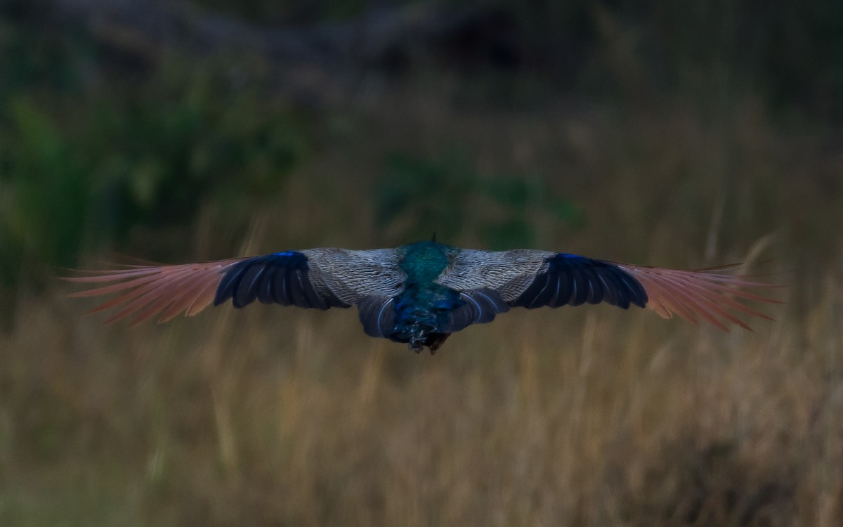 Indian Peafowl - Supratim Deb