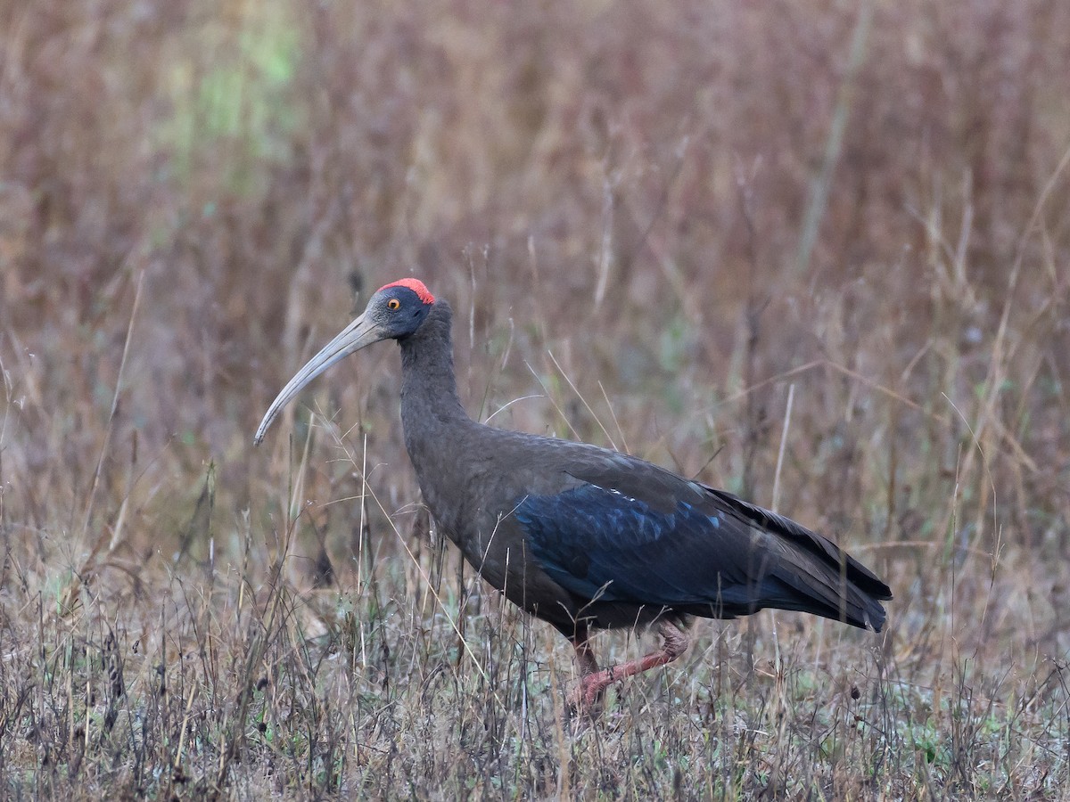 Red-naped Ibis - Supratim Deb