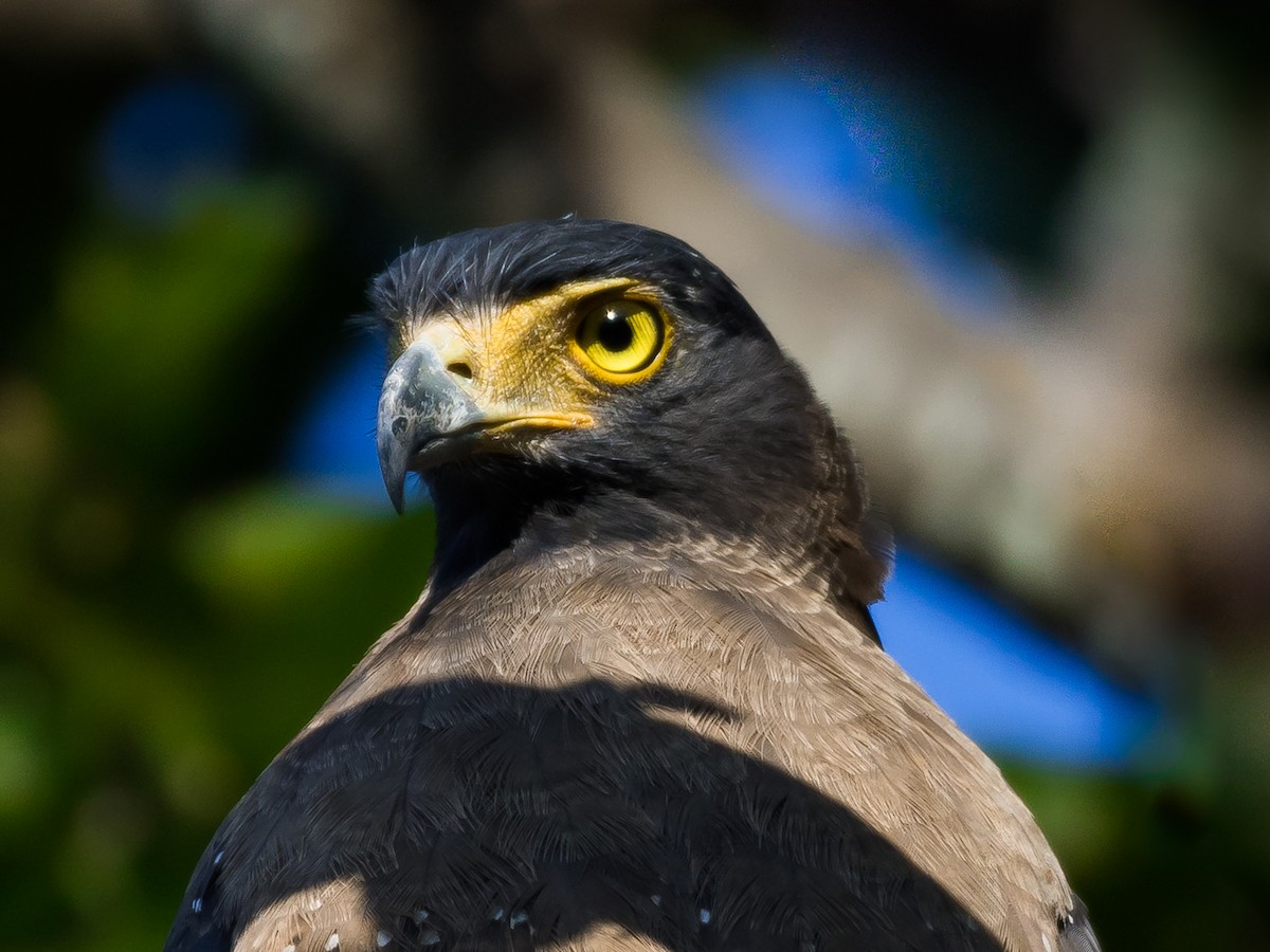 Crested Serpent-Eagle - Supratim Deb