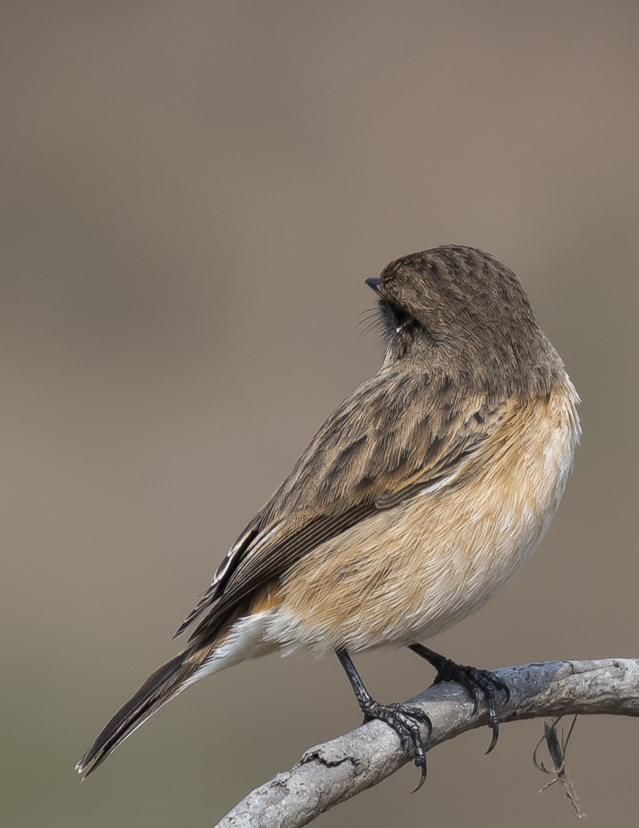 Siberian Stonechat - Supratim Deb