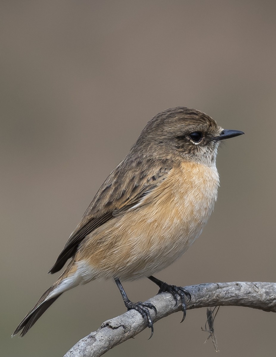 Siberian Stonechat - Supratim Deb