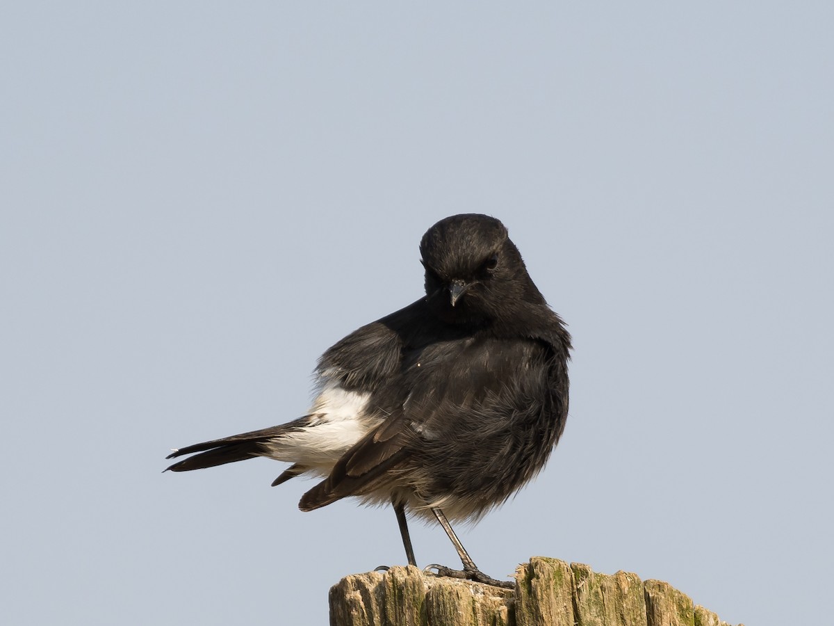 Pied Bushchat - Supratim Deb