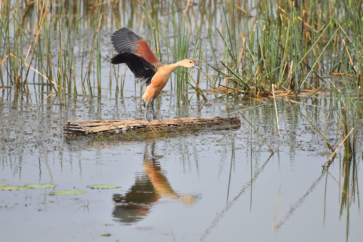 Dendrocygne siffleur - ML617916307