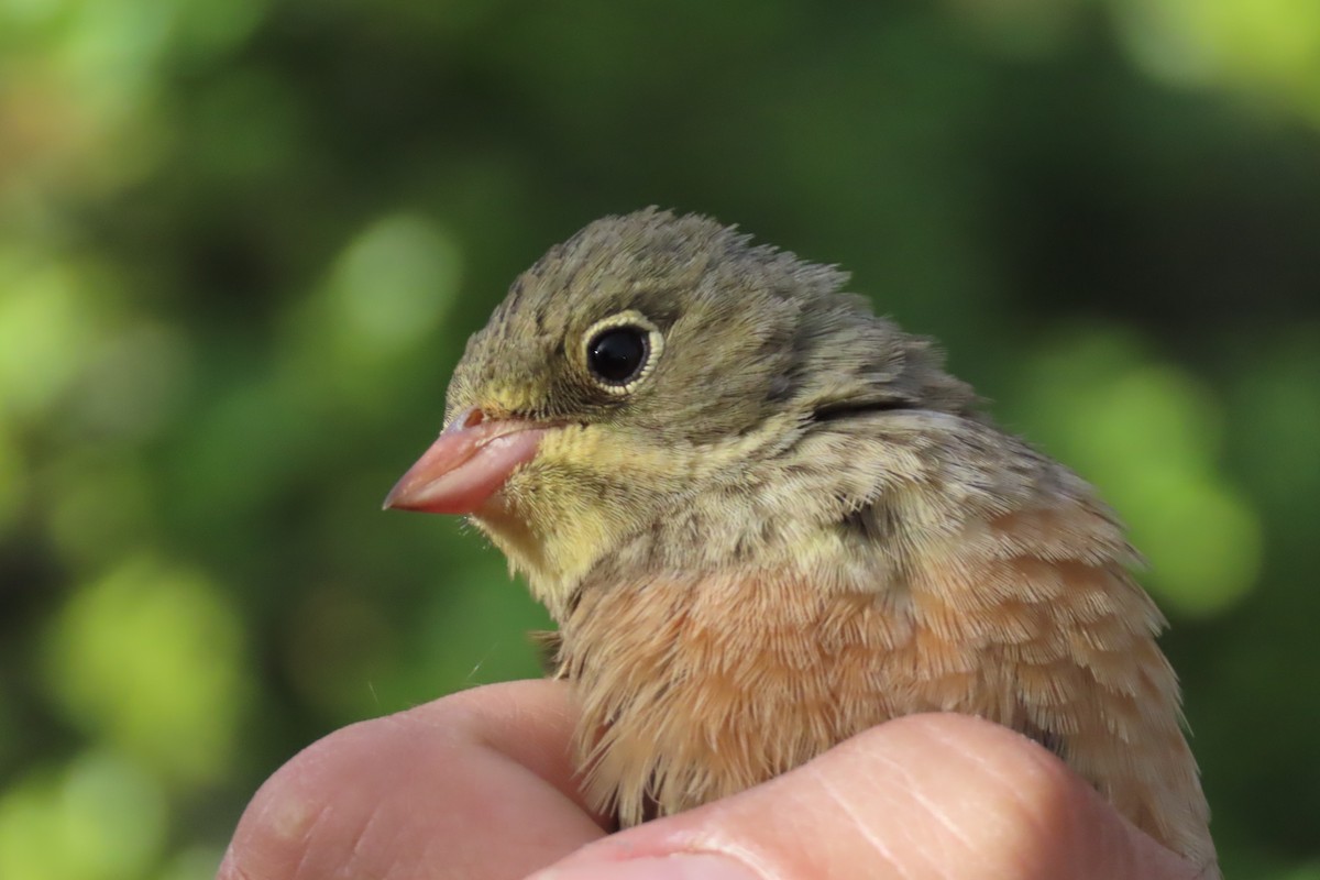 Ortolan Bunting - ML617916338