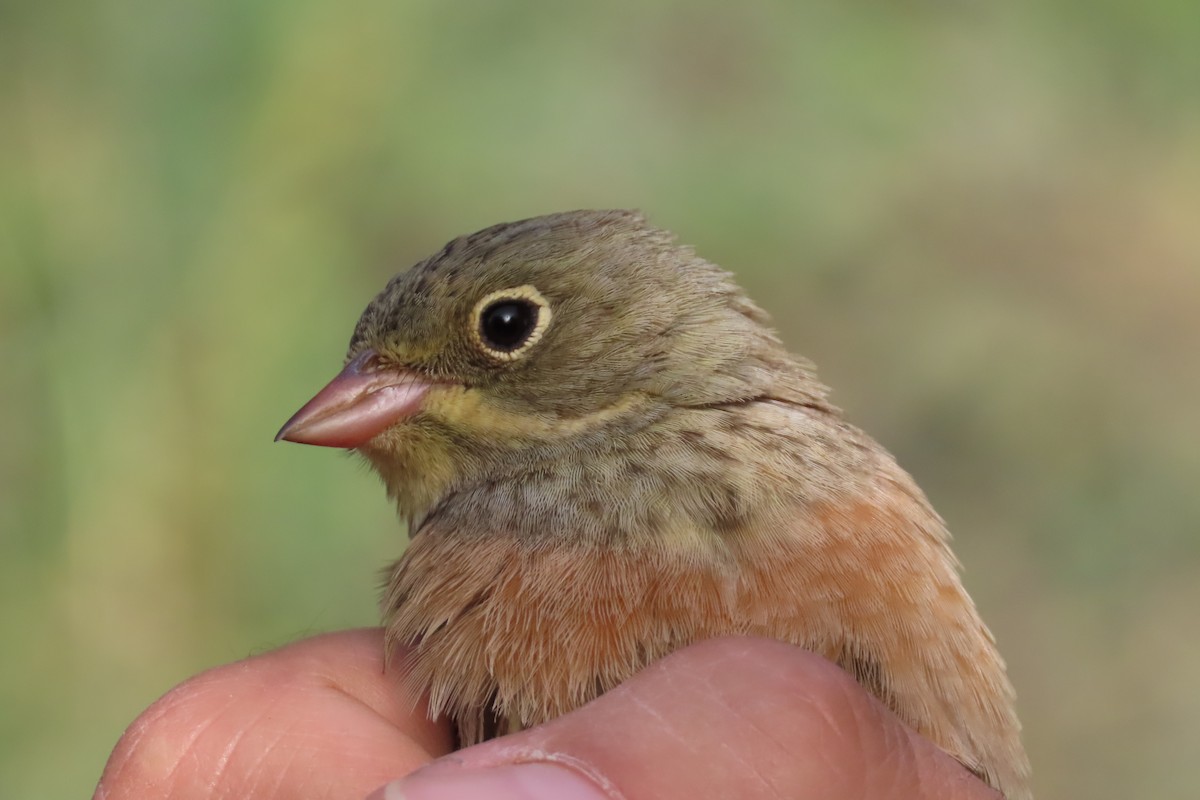 Ortolan Bunting - ML617916340