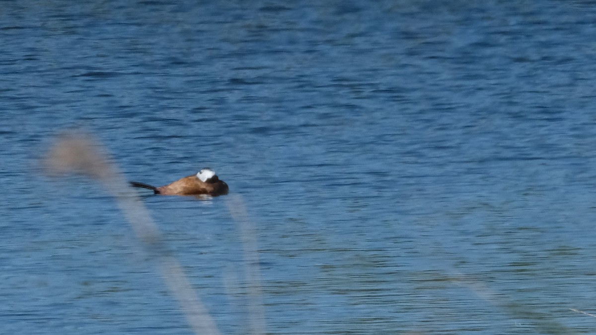 White-headed Duck - ML617916354