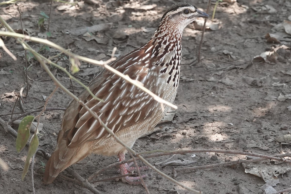 Crested Francolin - ML617916375