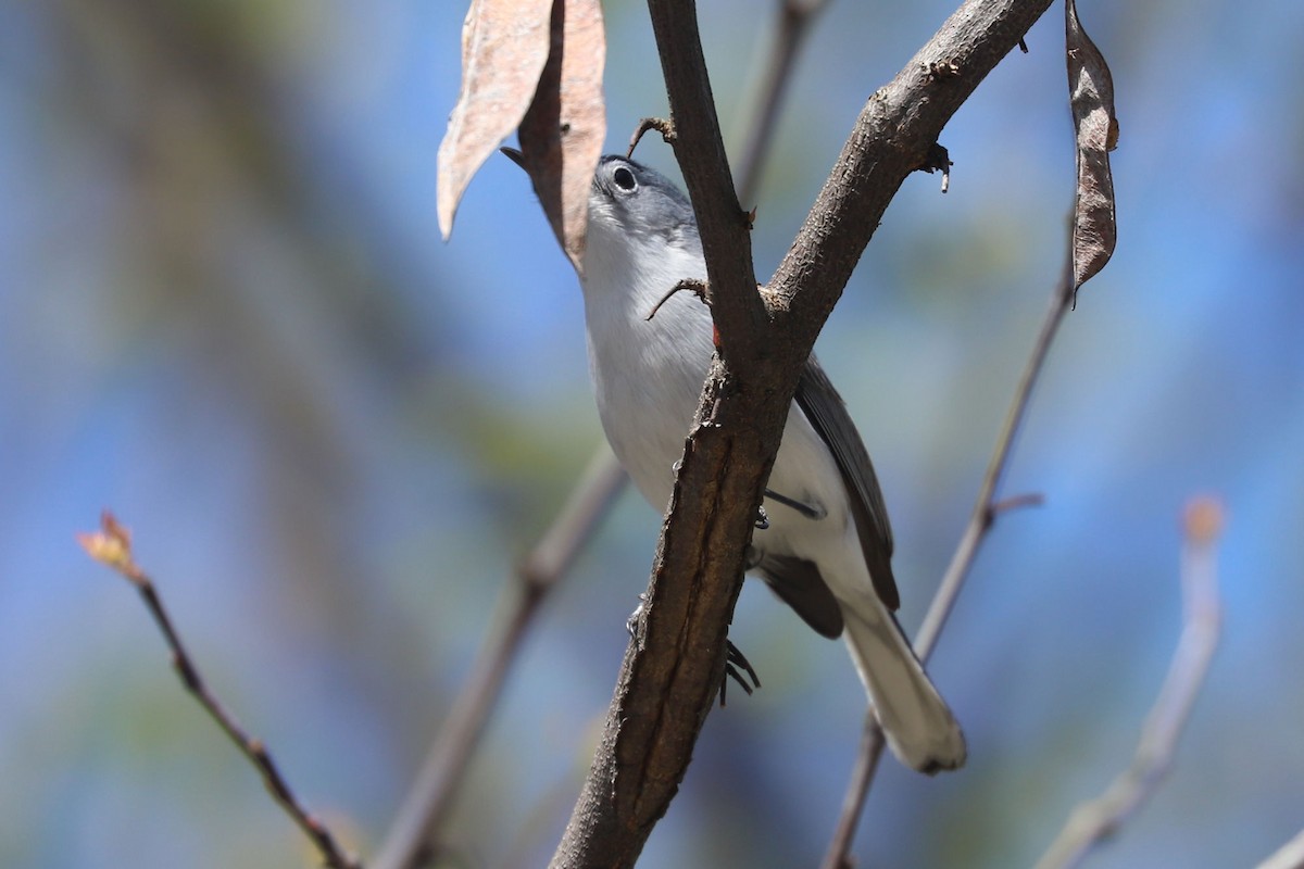 Blue-gray Gnatcatcher - ML617916392