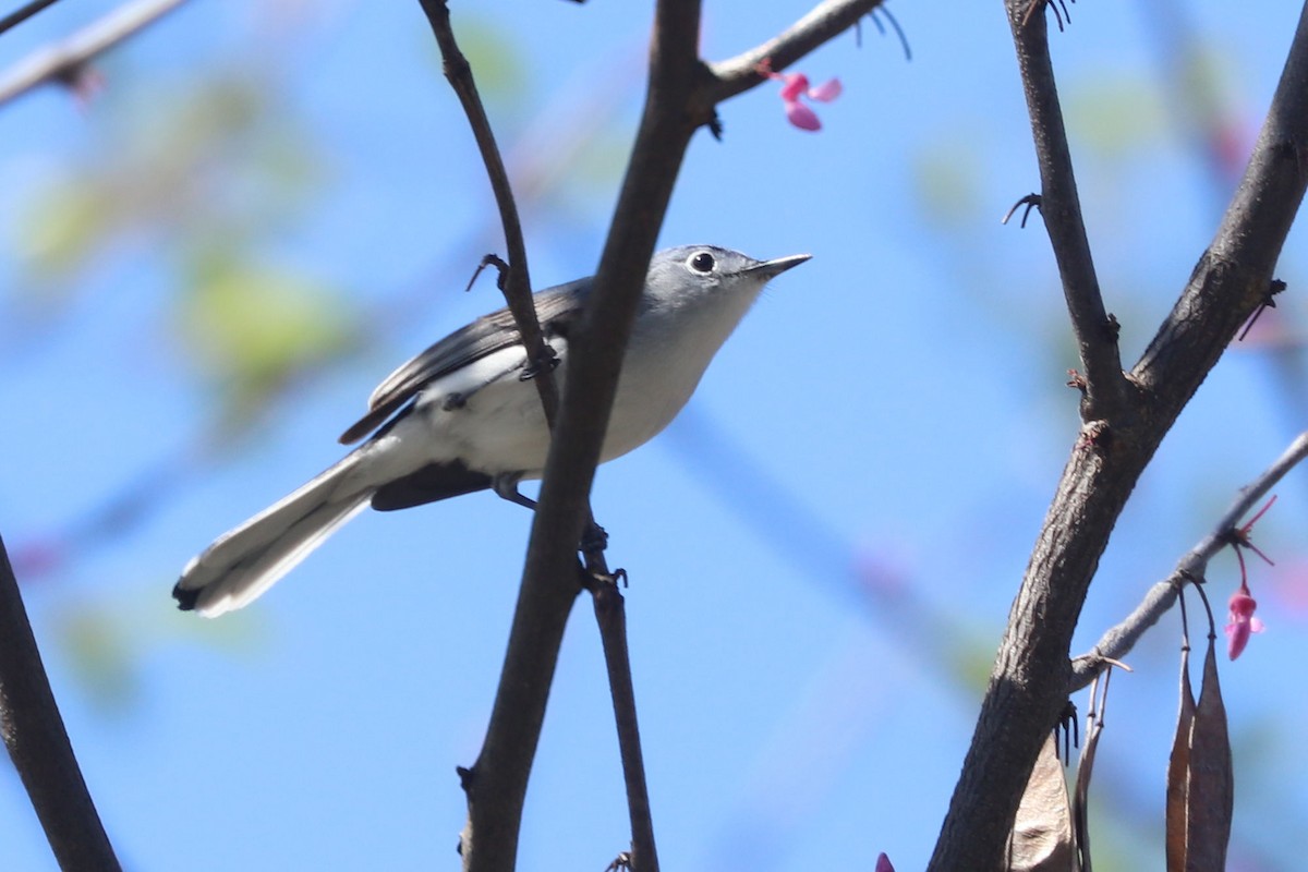 Blue-gray Gnatcatcher - ML617916393