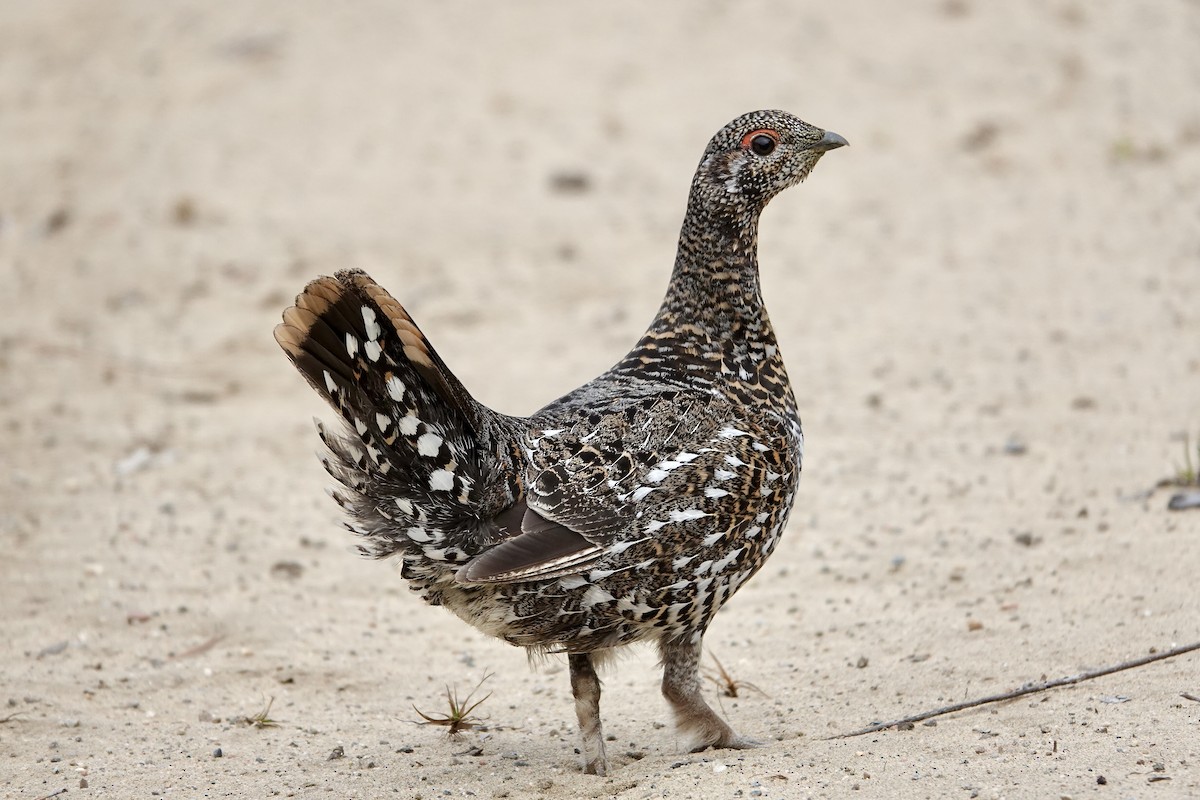 Spruce Grouse - Michel Robert