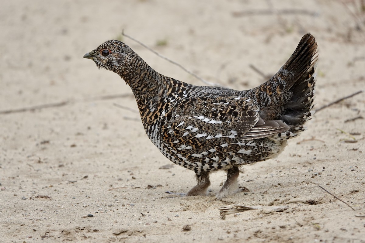 Spruce Grouse - Michel Robert