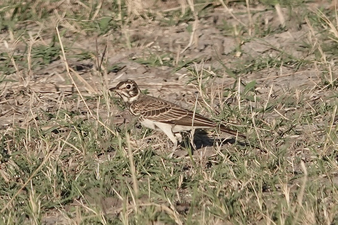 Dusky Lark - Ken Weiss