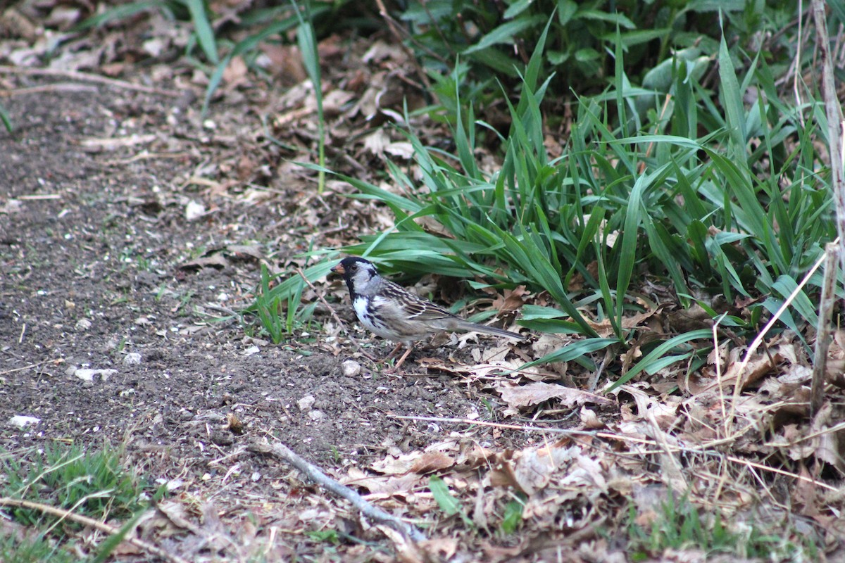 Harris's Sparrow - Dominique De Caprona