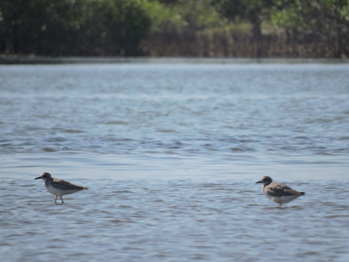 Black-bellied Plover - ML617916457