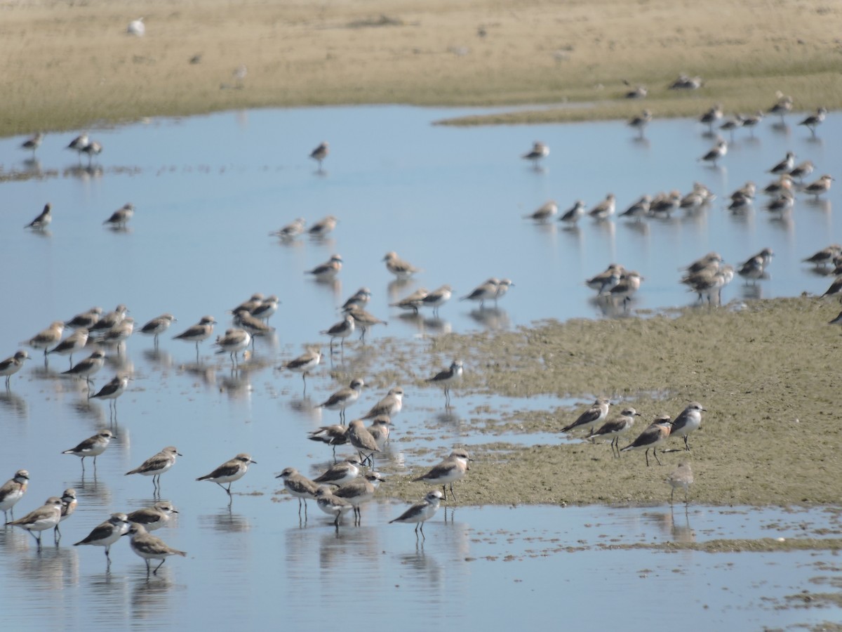 Tibetan Sand-Plover - ML617916481