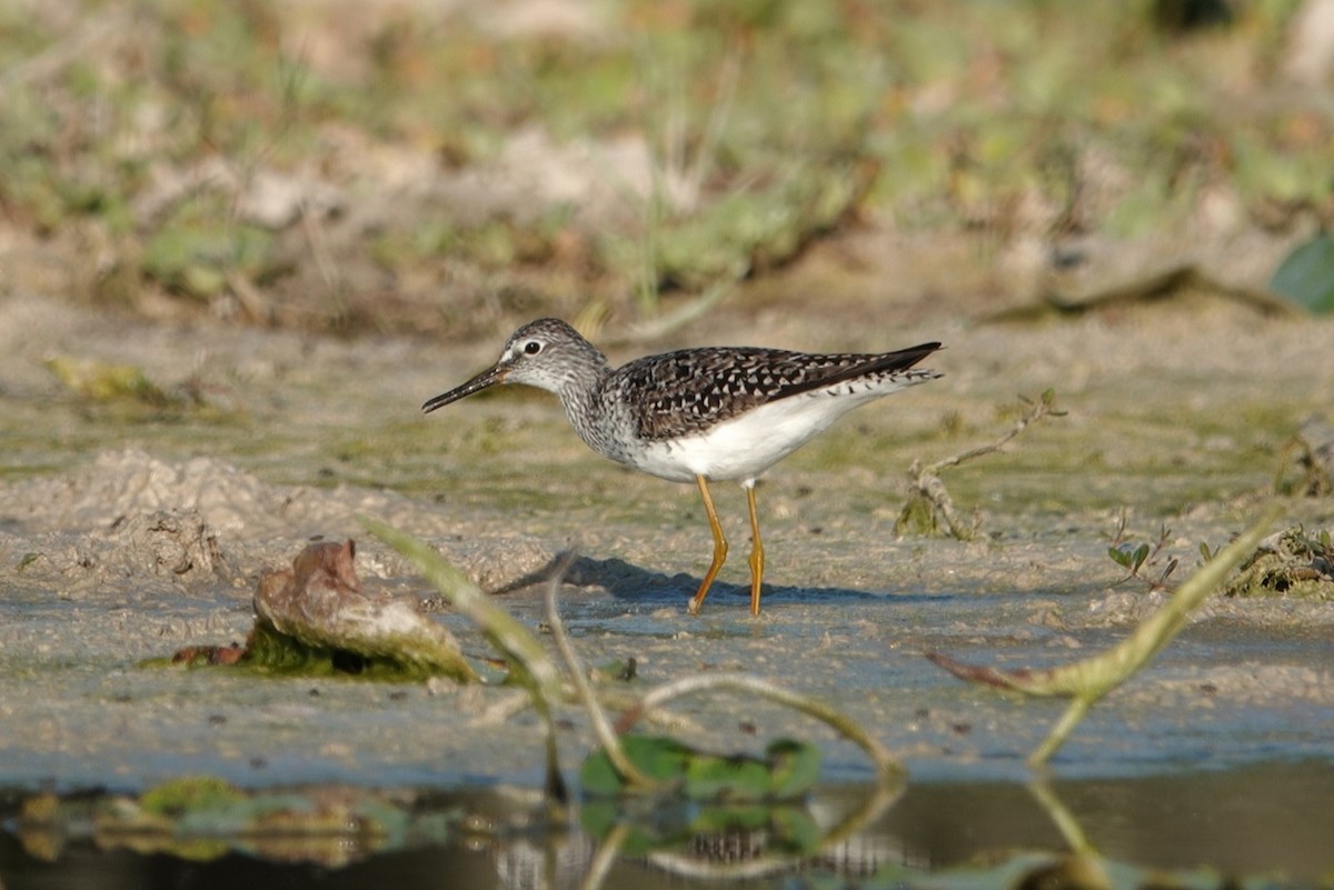 Lesser Yellowlegs - ML617916522