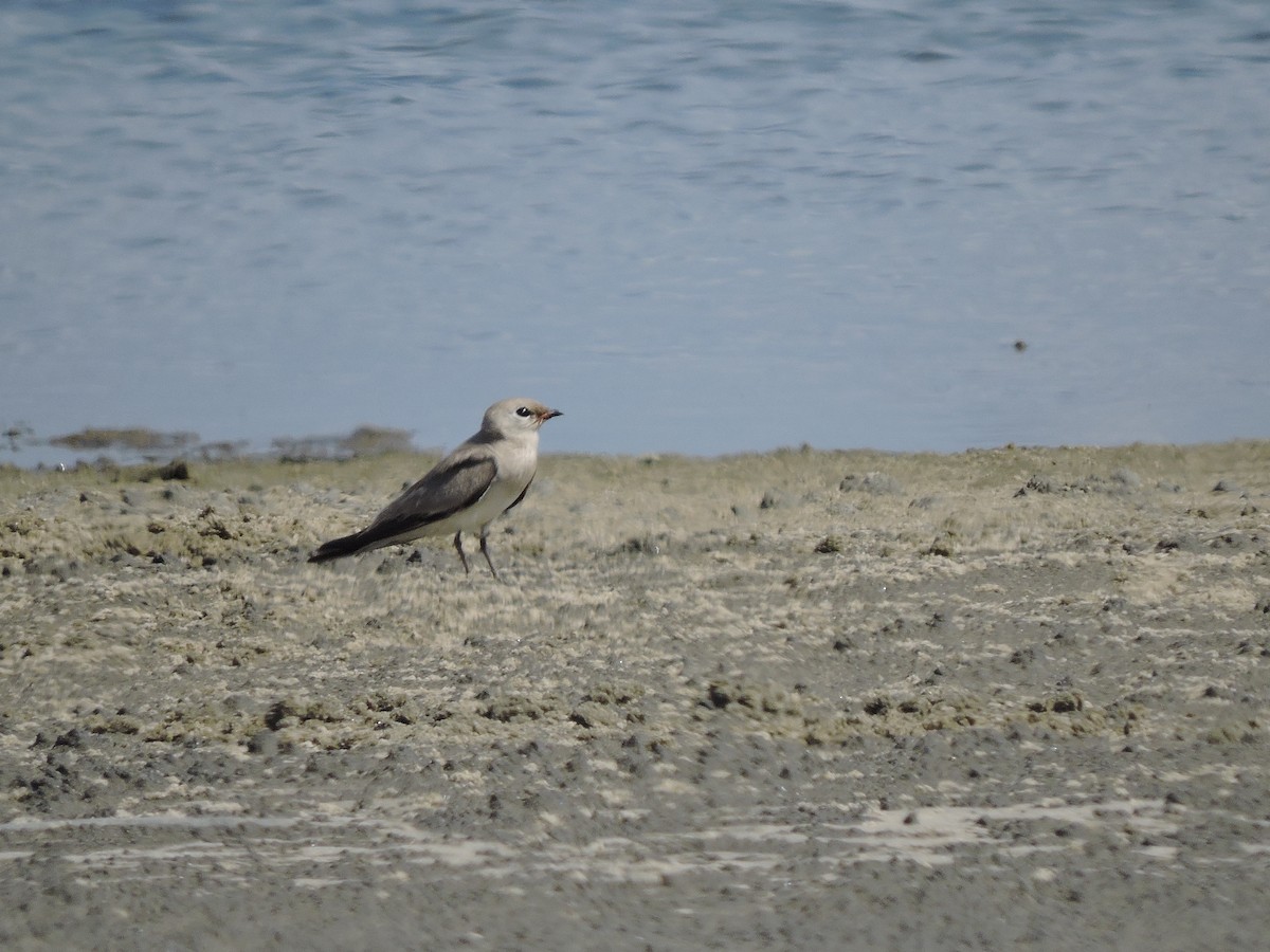 Small Pratincole - ML617916657