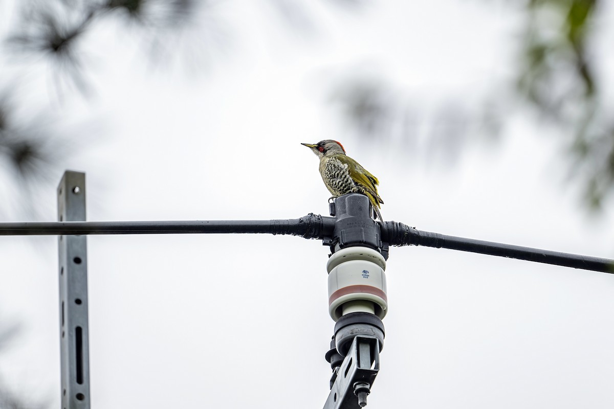 Japanese Woodpecker - ML617916673