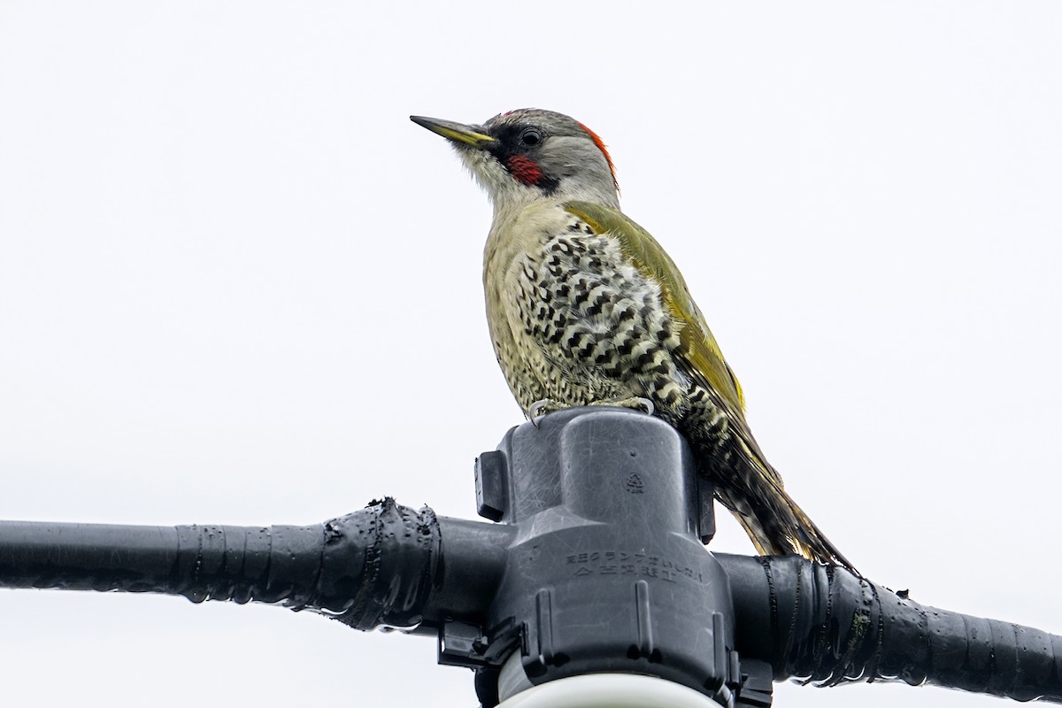 Japanese Woodpecker - ML617916674