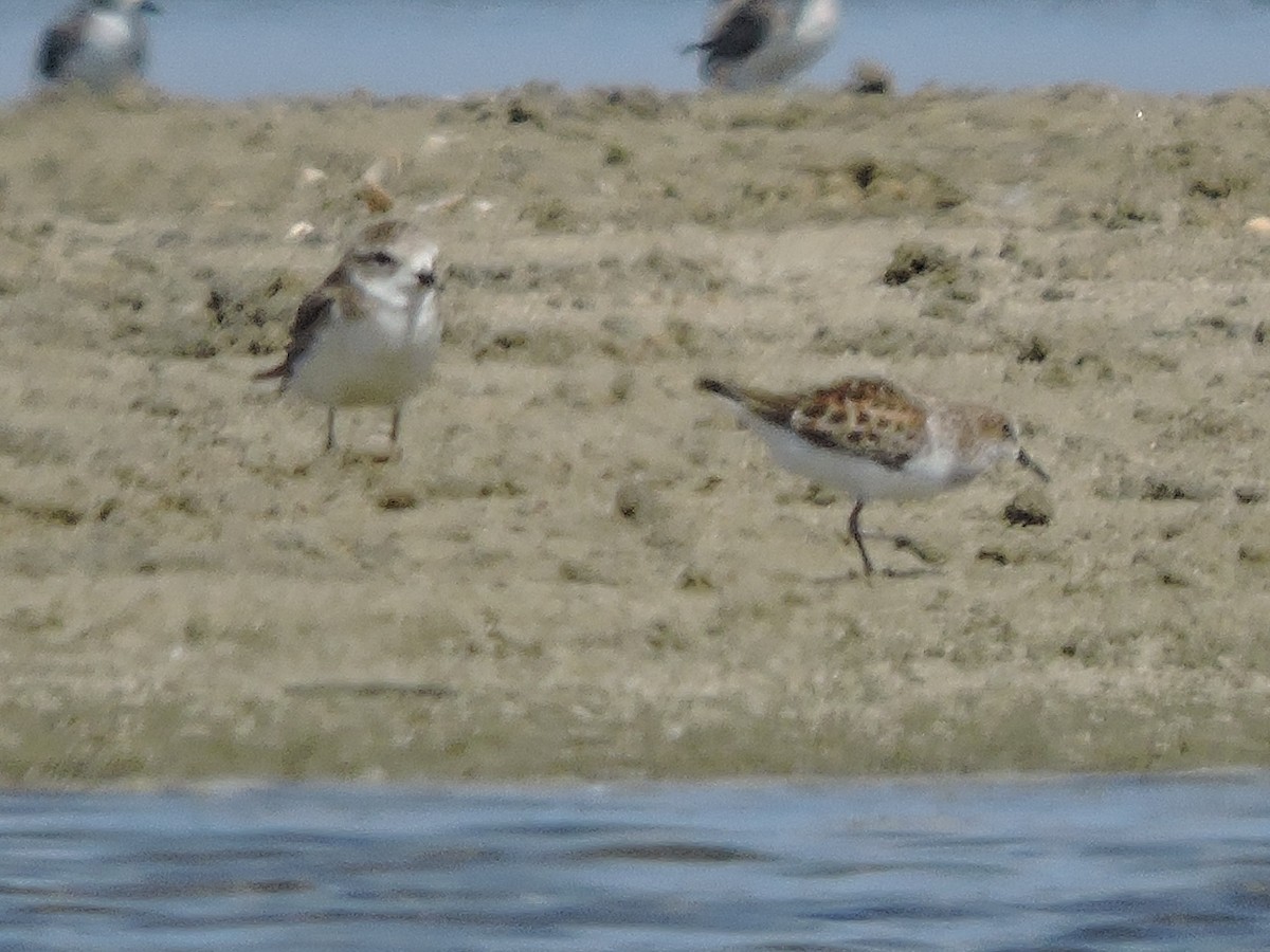 Little Stint - ML617916687