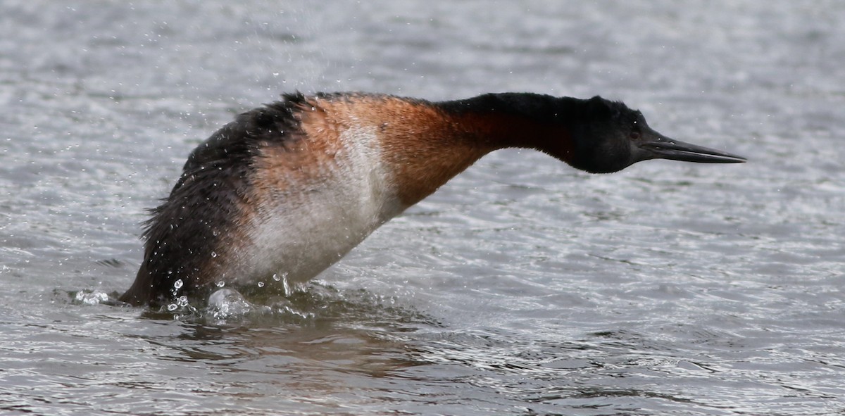 Great Grebe - Derek Stokes