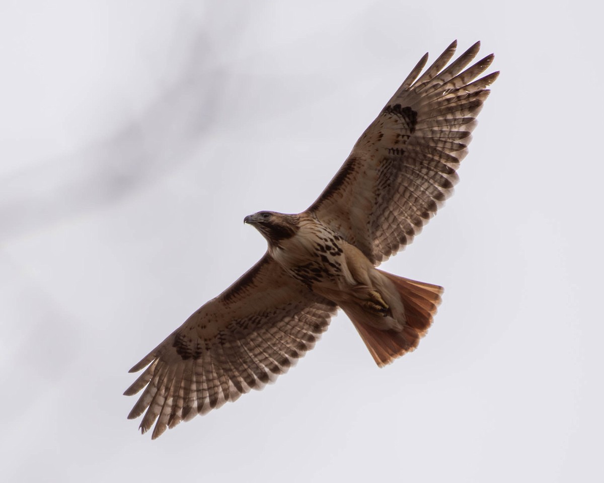 Red-tailed Hawk - ML617916793