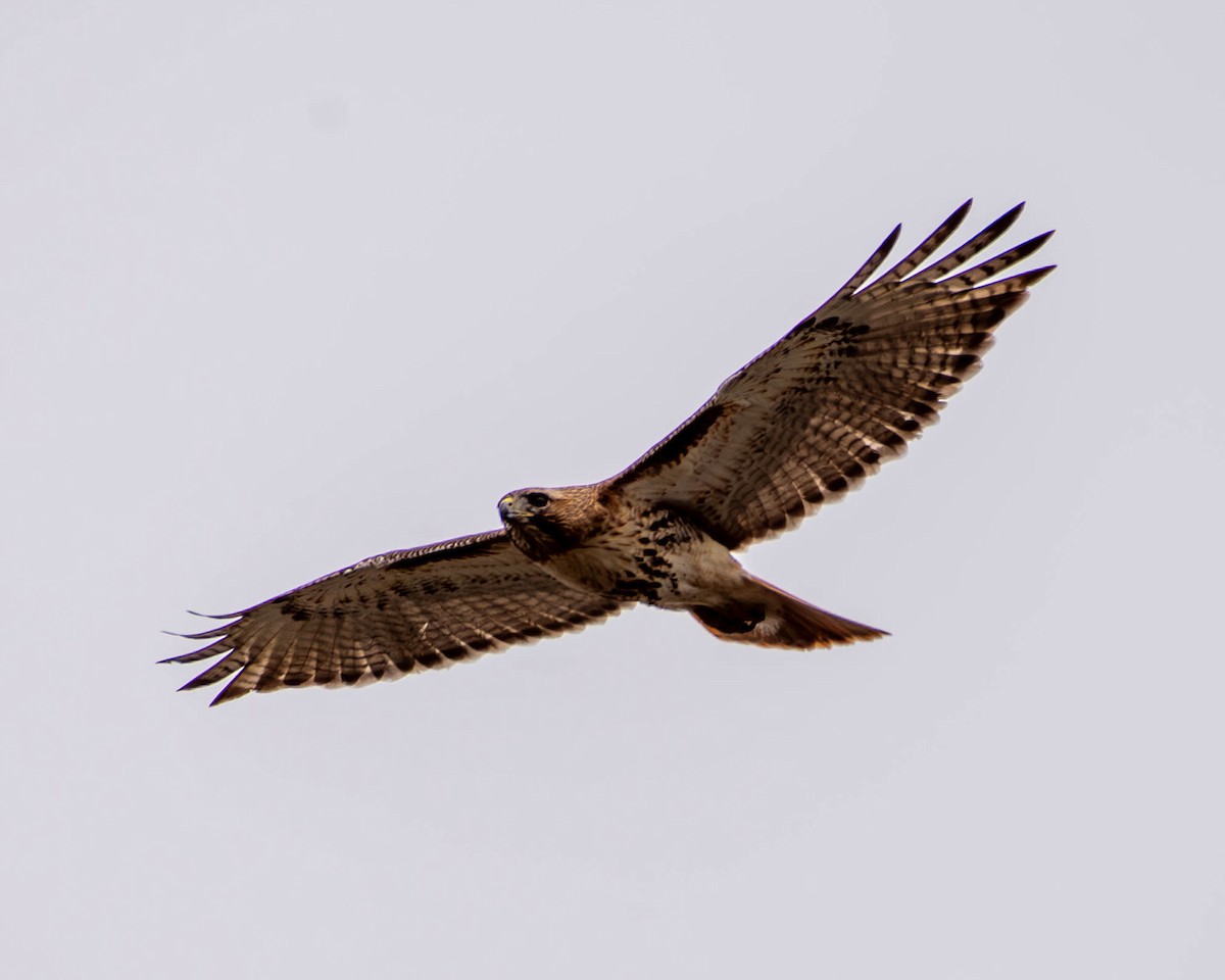 Red-tailed Hawk - ML617916794