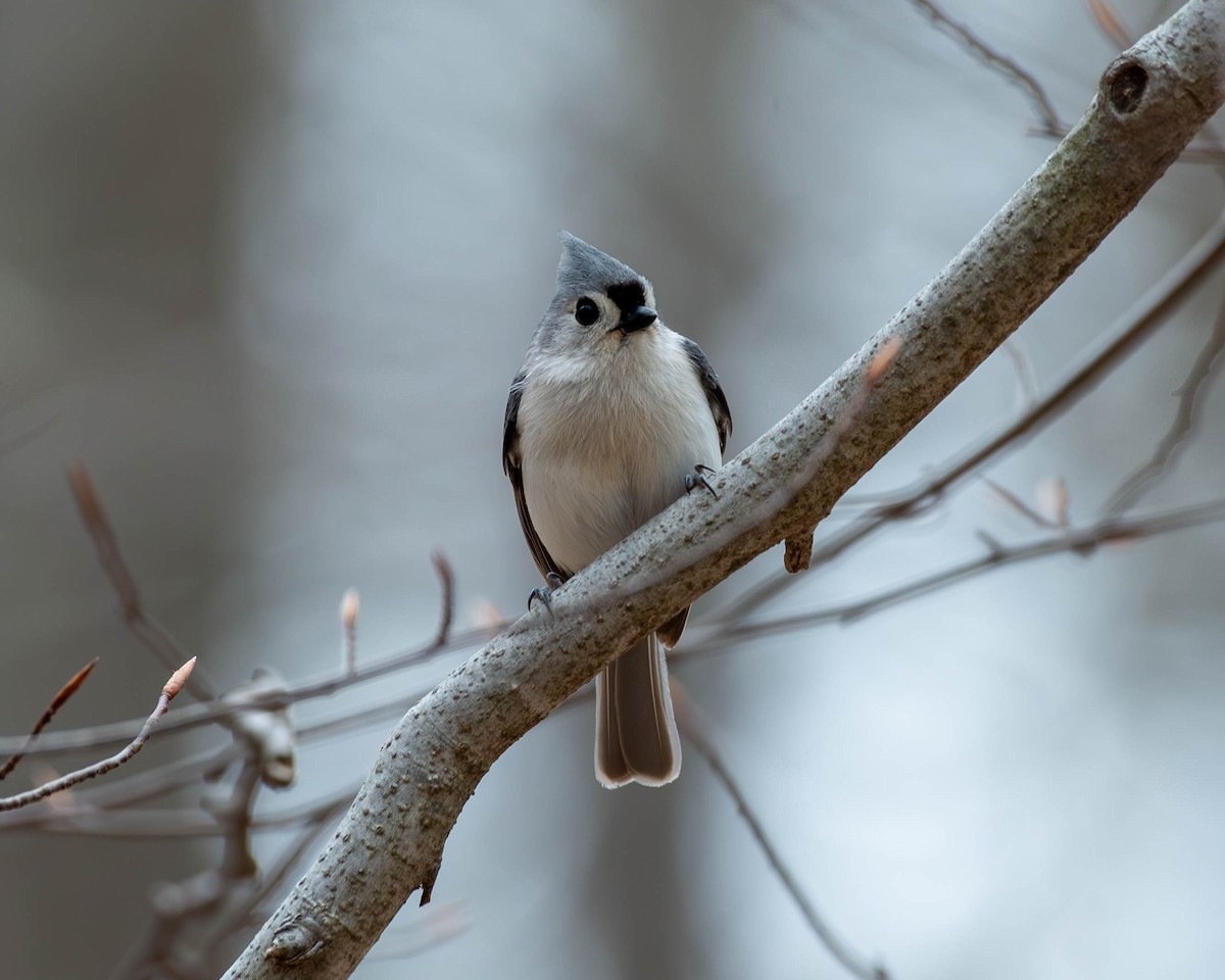 Tufted Titmouse - ML617916818