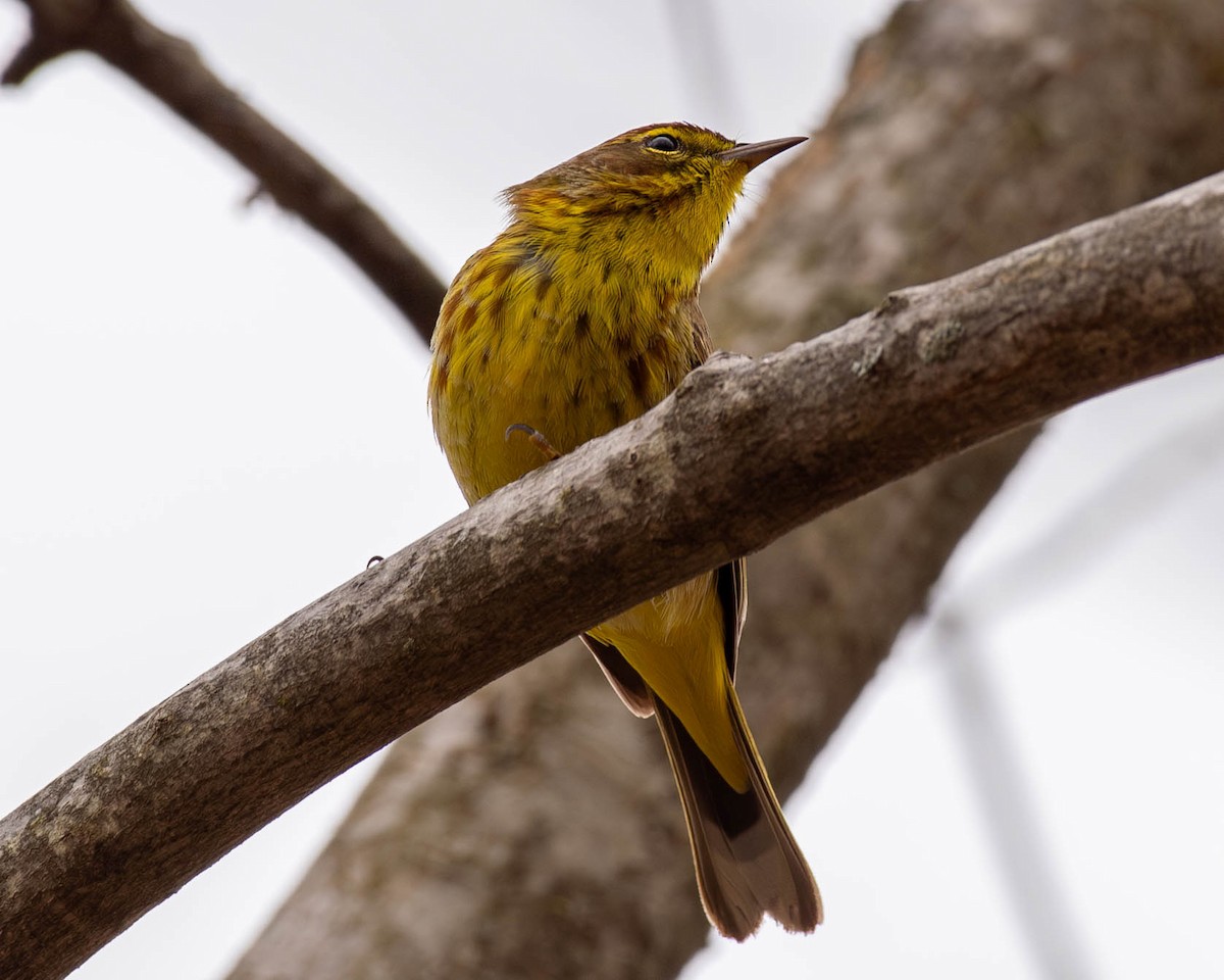 Palm Warbler - ML617916833