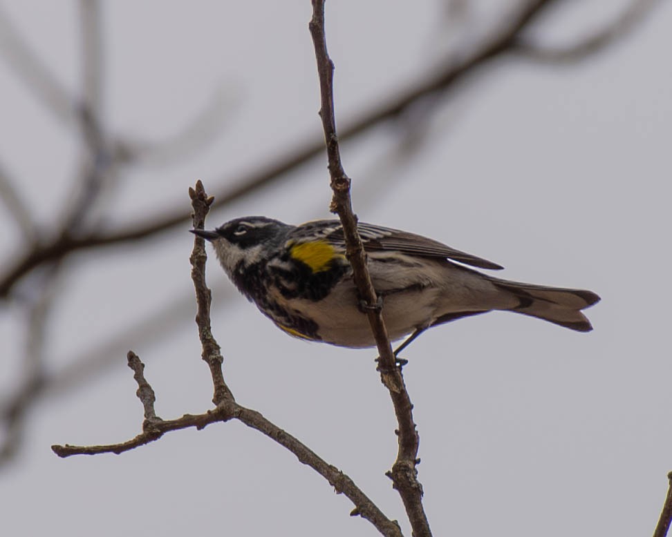 Yellow-rumped Warbler - ML617916840