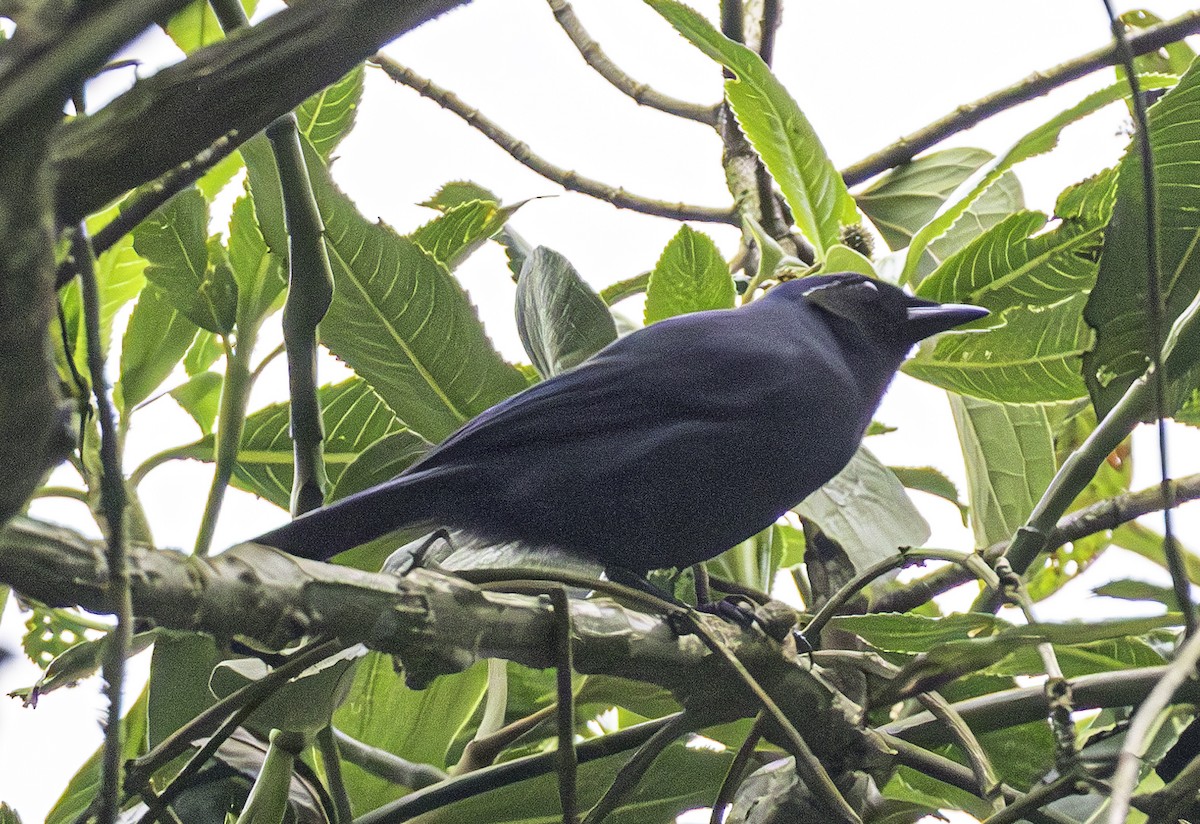 Geai à gorge noire - ML617916845