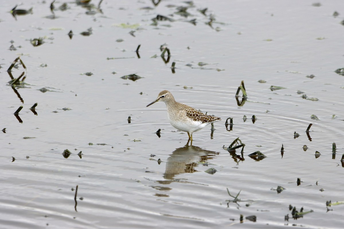 Wood Sandpiper - Mitch D